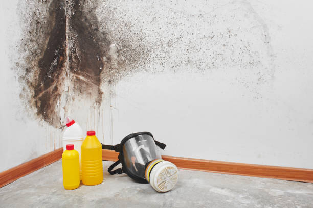 Best Fast Mold Removal  in Lynchburg, TN