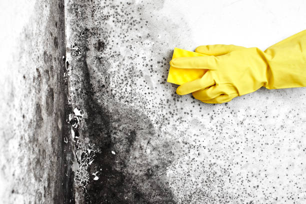 Trusted Lynchburg, TN Mold Removal Experts
