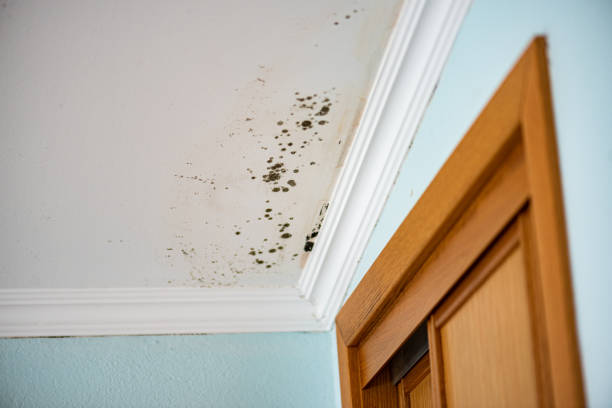 Mold Removal Process in Lynchburg, TN