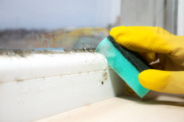Best Professional Mold Removal  in Lynchburg, TN