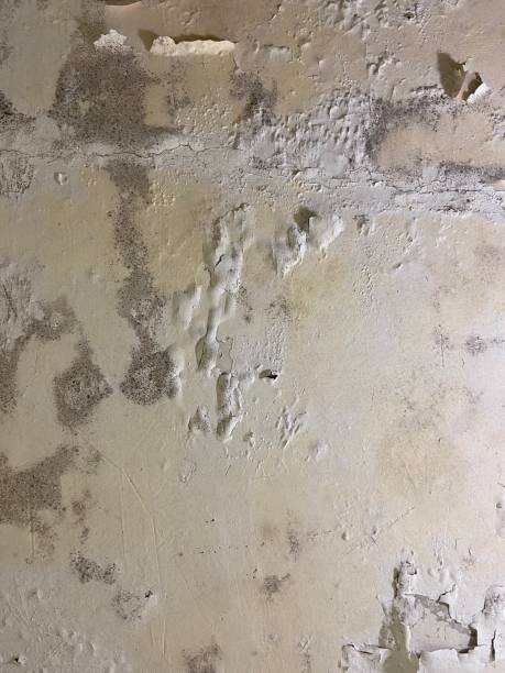 Crawl Space Mold Removal in Lynchburg, TN