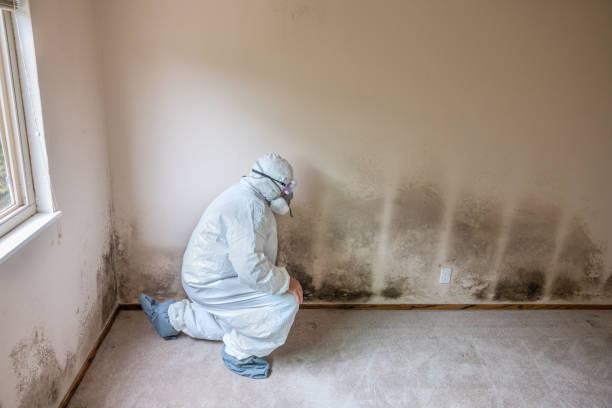 Best Crawl Space Mold Removal  in Lynchburg, TN