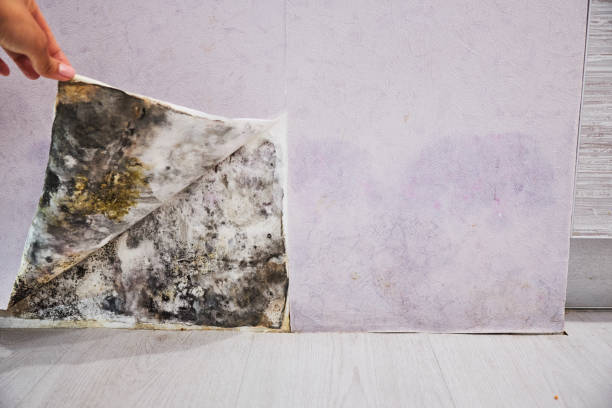 Best Residential Mold Removal  in Lynchburg, TN